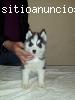 Cachorros Husky Siberianos. Pedigree Int