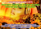 Amarres de amor Whtspp +51992277117