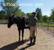 Barrio Negro Registrado Caballo Castrado