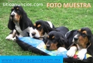 Basset Hound Finos Cachorritos