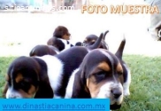 Basset Hound Finos Cachorritos