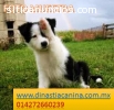 Border Collie Cachorros de Criadero “Din