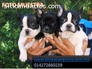 Bulldog Francés, Cachorros de Criadero “