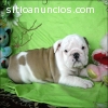 Bulldog ingles para adopcion