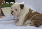 Bulldog ingles para adopcion