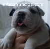 Bulldog Ingles