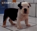 Bulldog Ingles