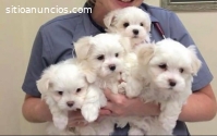 CACHORROS BICHON MALTÉS +34695876136.