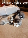 cachorros de husky siberiano