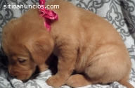 Cachorros golden retriever