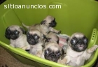 cachorros pug disponibles