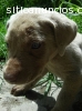 CACHORROS WEIMARANER