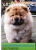 Chow Chow hermosos Cachorros de Criadero