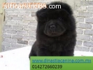 Chow Chow hermosos Cachorros de Criadero