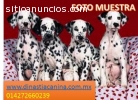 Dálmatas hermosos Cachorros de Criadero