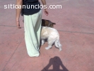 ENTRENAMIENTO CANINO A DOMICILIO