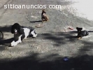 ESCUELA CANINA, SOCIALIZACION