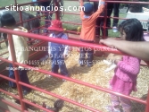 Granja didactica. Fiestas Infantiles.