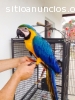 GUACAMAYA AZUL DORADO