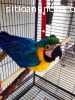 GUACAMAYA AZUL DORADO