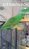 LORO ECLECTUS MACHO