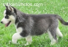 Raza pura cachorros Siberian Husky.