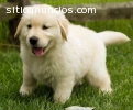 Registrados cachorros golden retriever