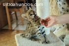 Savannah F1 y gatitos serval disponibles