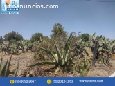 SE VENDE TERRENO EN SAN FELIPE NOPALTEPE