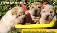 Shar Pei Leales cachorritos