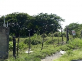 TERRENO EN MEZCALES NAYARIT