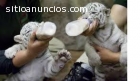 Tigre Blanco bebé en venta