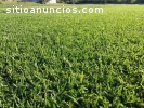 Venta de pasto jardin, canchas...