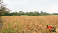 se vende finca en ochomogo