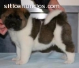 Kc registrado macho y hembra Akita Inu c