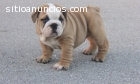 LINDOS cachorros Bulldog Inglés para su