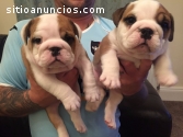 pura raza Bulldog Inglés cachorros