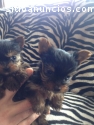 Toy Yorkshire Terriers cachorros