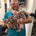 HERMOSOS GATITOS SPHYNX EN VENTA