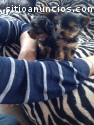 Toy Yorkshire Terriers cachorros