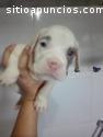 VENTA CACHORROS PITBULL