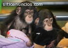 mono ardilla,titi chimpancé par la venta