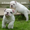 cachorros Bulldog Inglés