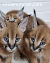 gatito caracal registrado disponible