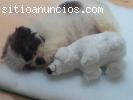 una encantadora cachorros Shih Tzu para