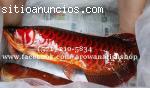 Genuinos Peces Arowana para acuarios