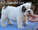 cachorros bulldog inglés (GRATIS),