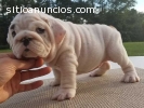 CACHORROS DE BULLDOG INGLÉS SALUDABLES (