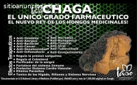 chaga y cordyceps