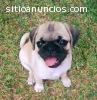 Lindos Cachorritos Pug Carlino